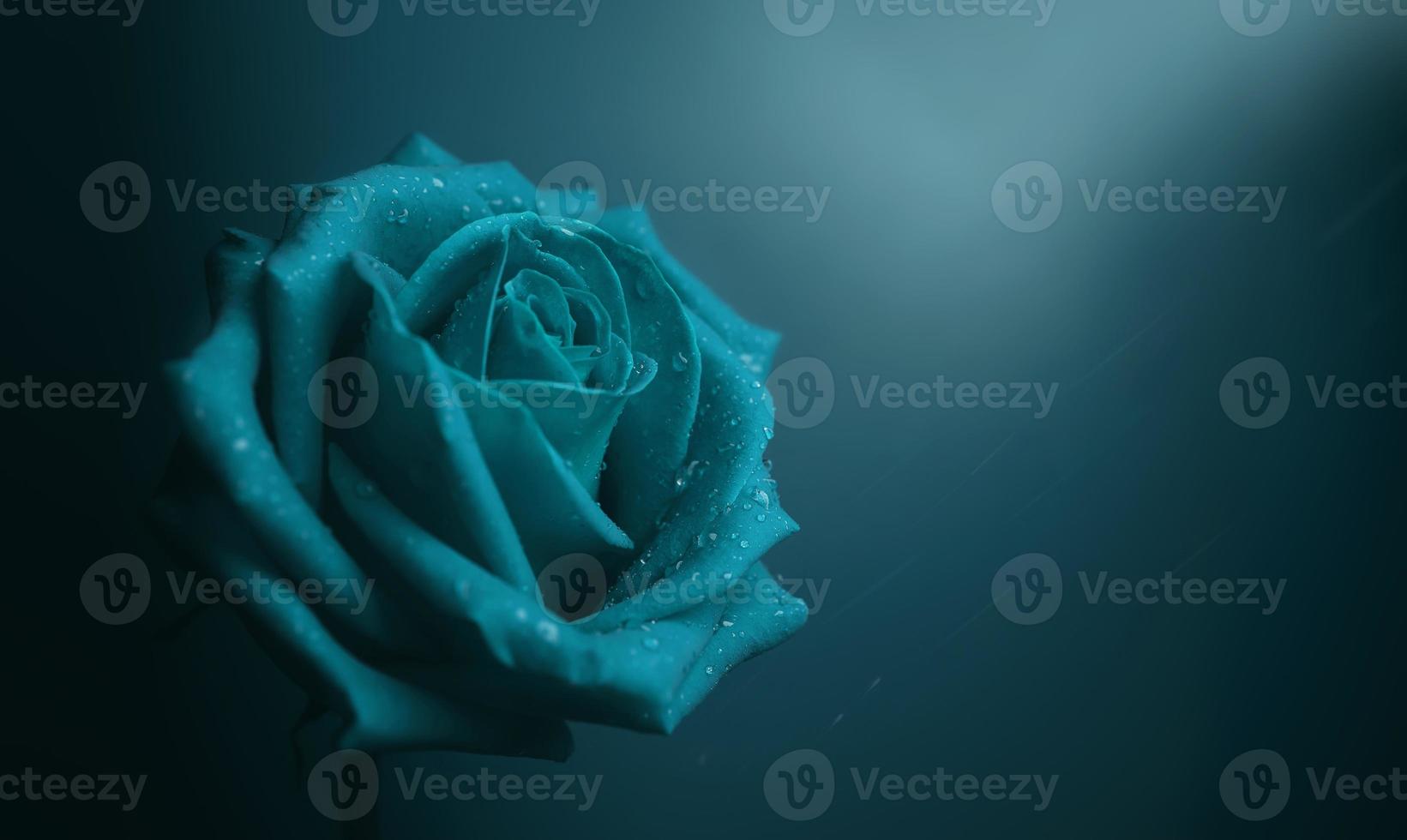 rosa azul con gota en pétalo. flor símbolo del amor y el día de san valentín. concepto de sentimiento de soledad y tristeza foto