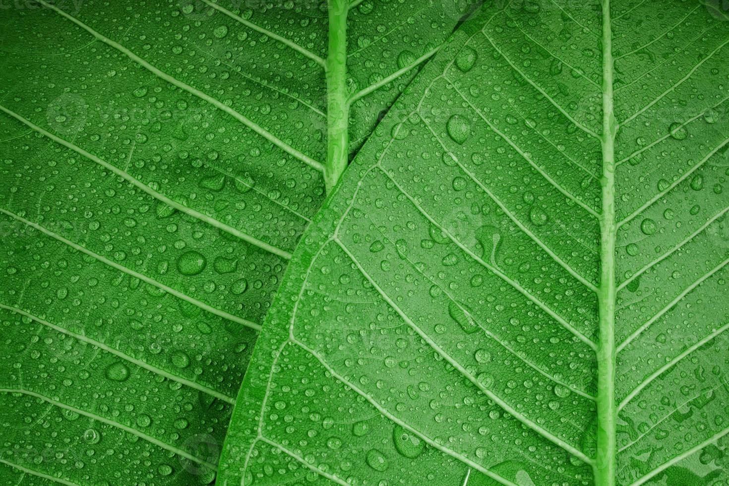 Nature Concept. Closeup of Green Leaf with many Droplet. Freshness by Water Drops. Environmental Care and Sustainable Resources. Natural Green Surface Texture Background photo