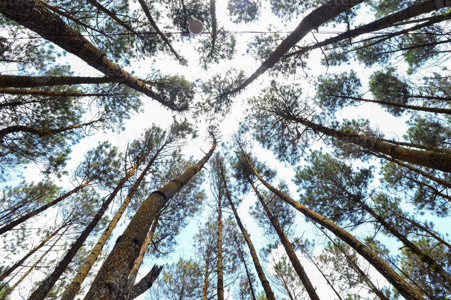 vista de ángulo bajo de pinos que muestran la vergüenza de la corona en el bosque de pinos de mangunan, yogyakarta foto