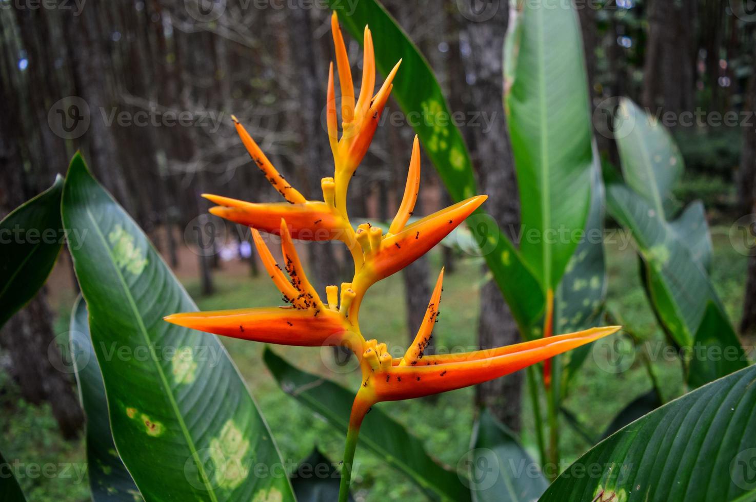 Heliconia psittacorum is a species of flowering ornamental plant native to the Caribbean and South America, with a blurred background photo