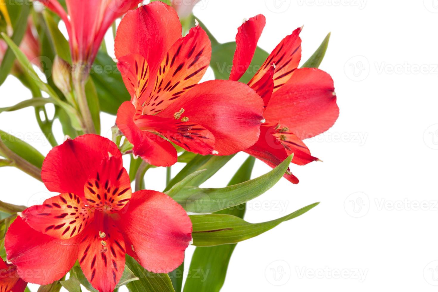 flowers bunch from several red alstroemeria photo