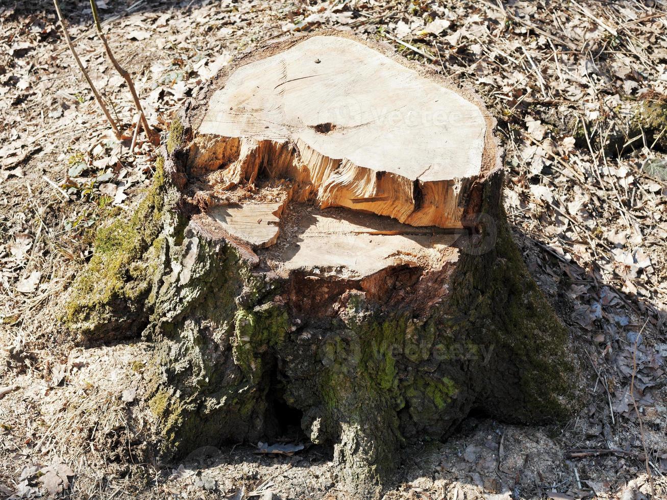 pine tree stump photo