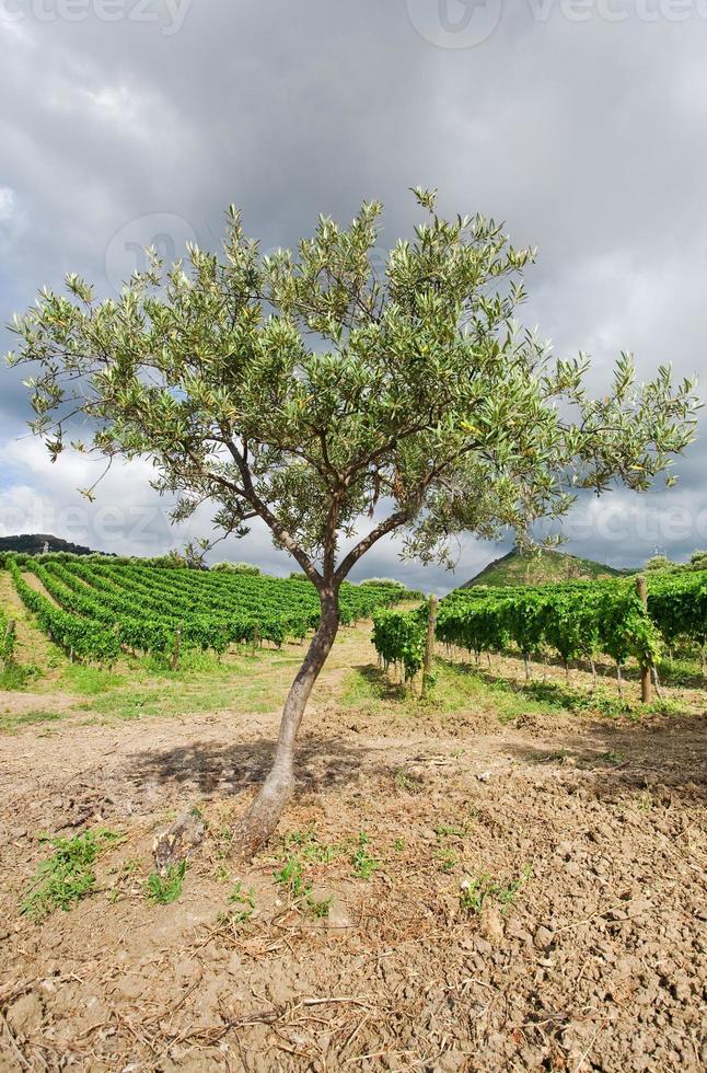 olive tree and vineyard on gentle slope in Etna region, Sicily photo