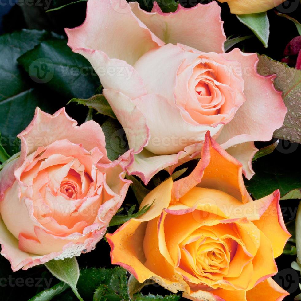 three fresh roses photo