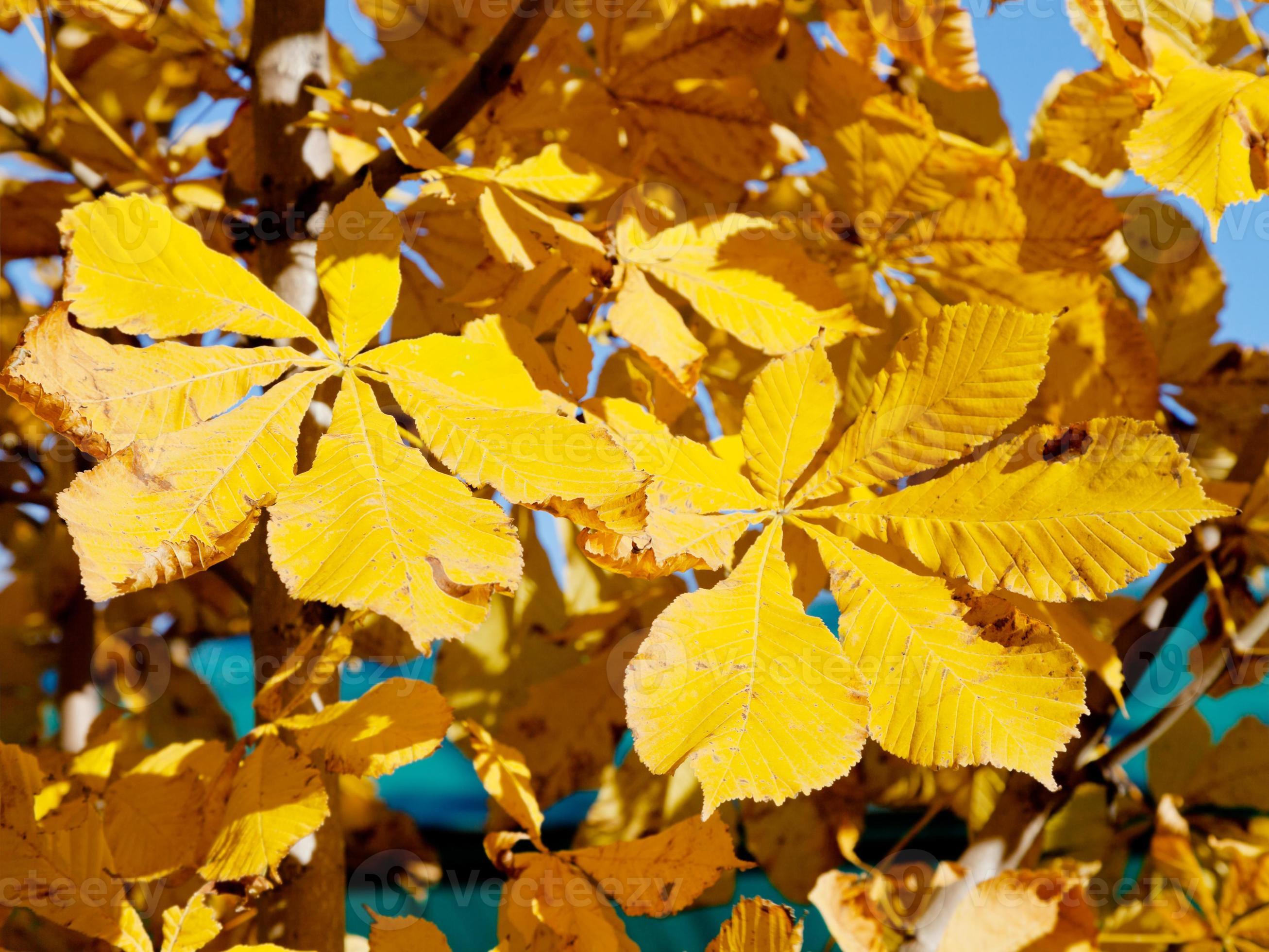 yellow leaves of horse chestnut tree 11679091 Stock Photo at Vecteezy
