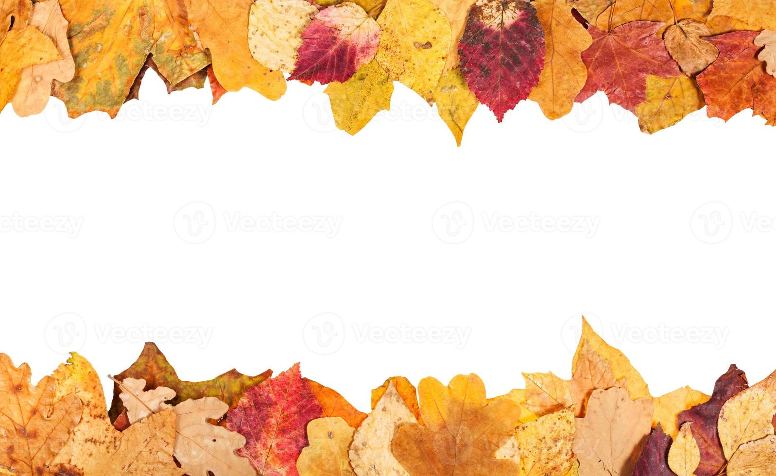 top and bottom frames from yellow autumn leaves photo