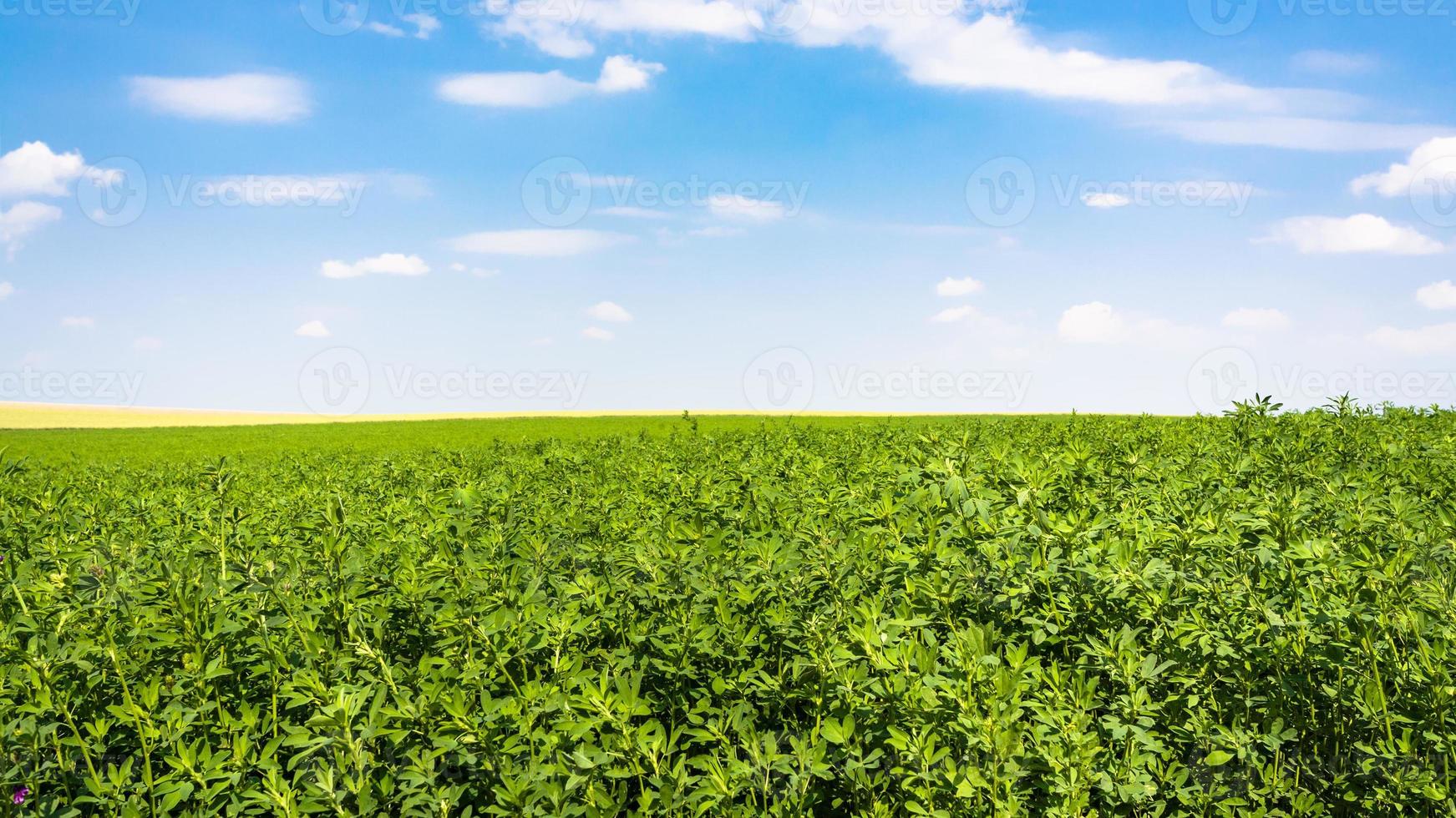 sky with white clouds and green alfalfa field photo