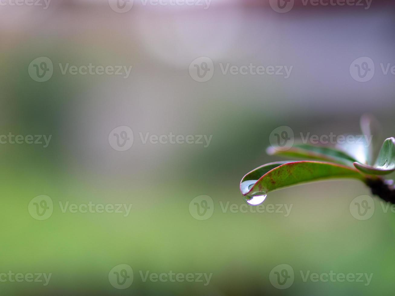 water dripping from leaves photo