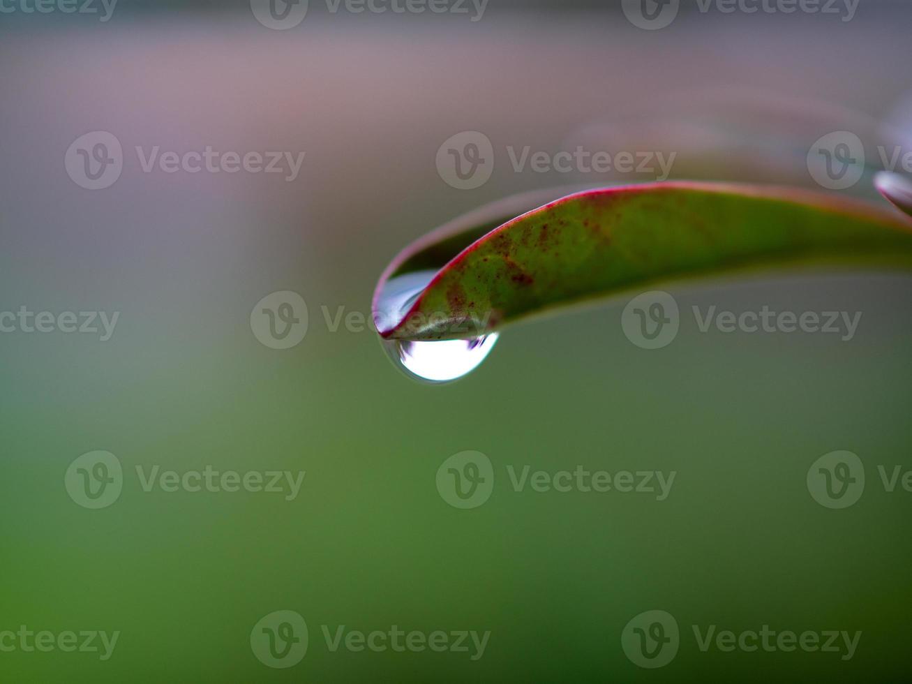 water dripping from leaves 11681778 Stock Photo at Vecteezy