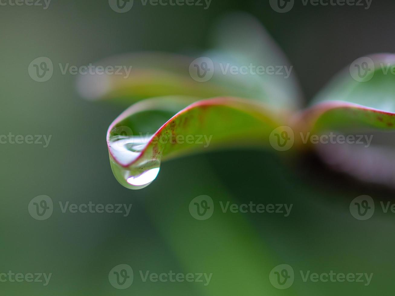 water dripping from leaves photo