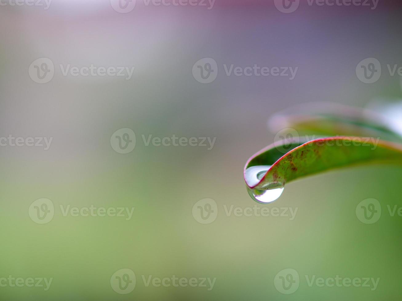 water dripping from leaves photo