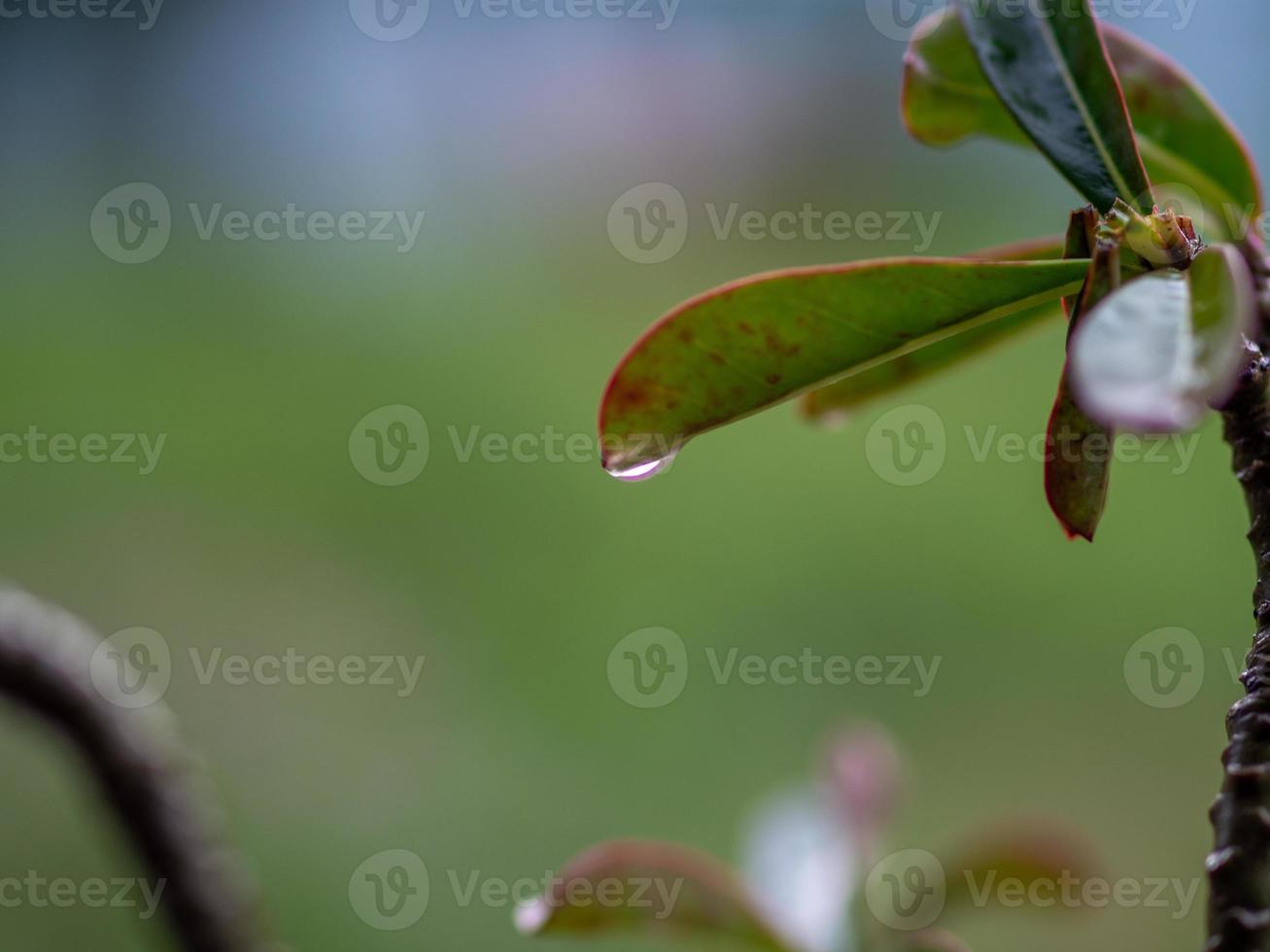 water dripping from leaves 11681981 Stock Photo at Vecteezy