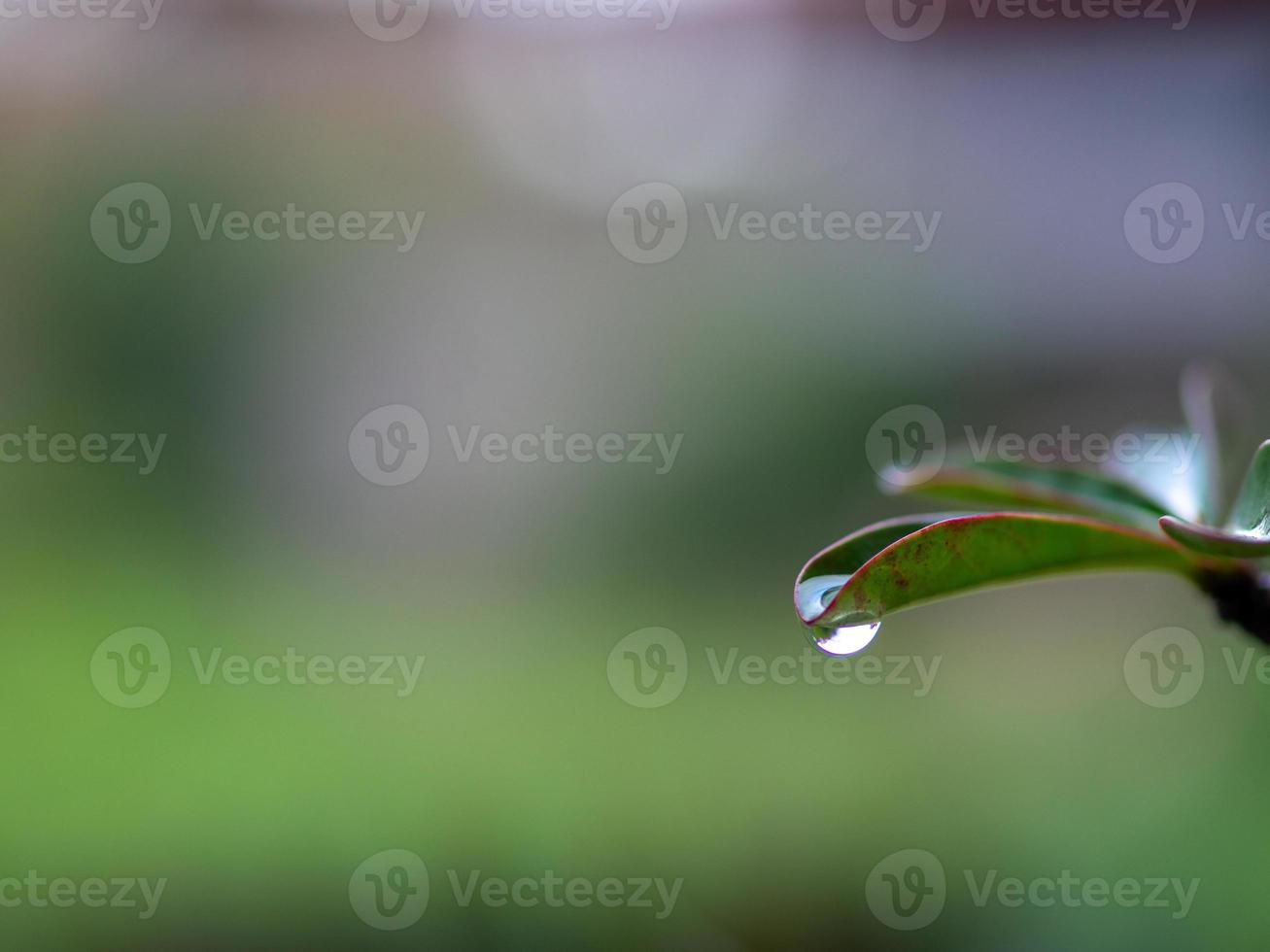 water dripping from leaves photo