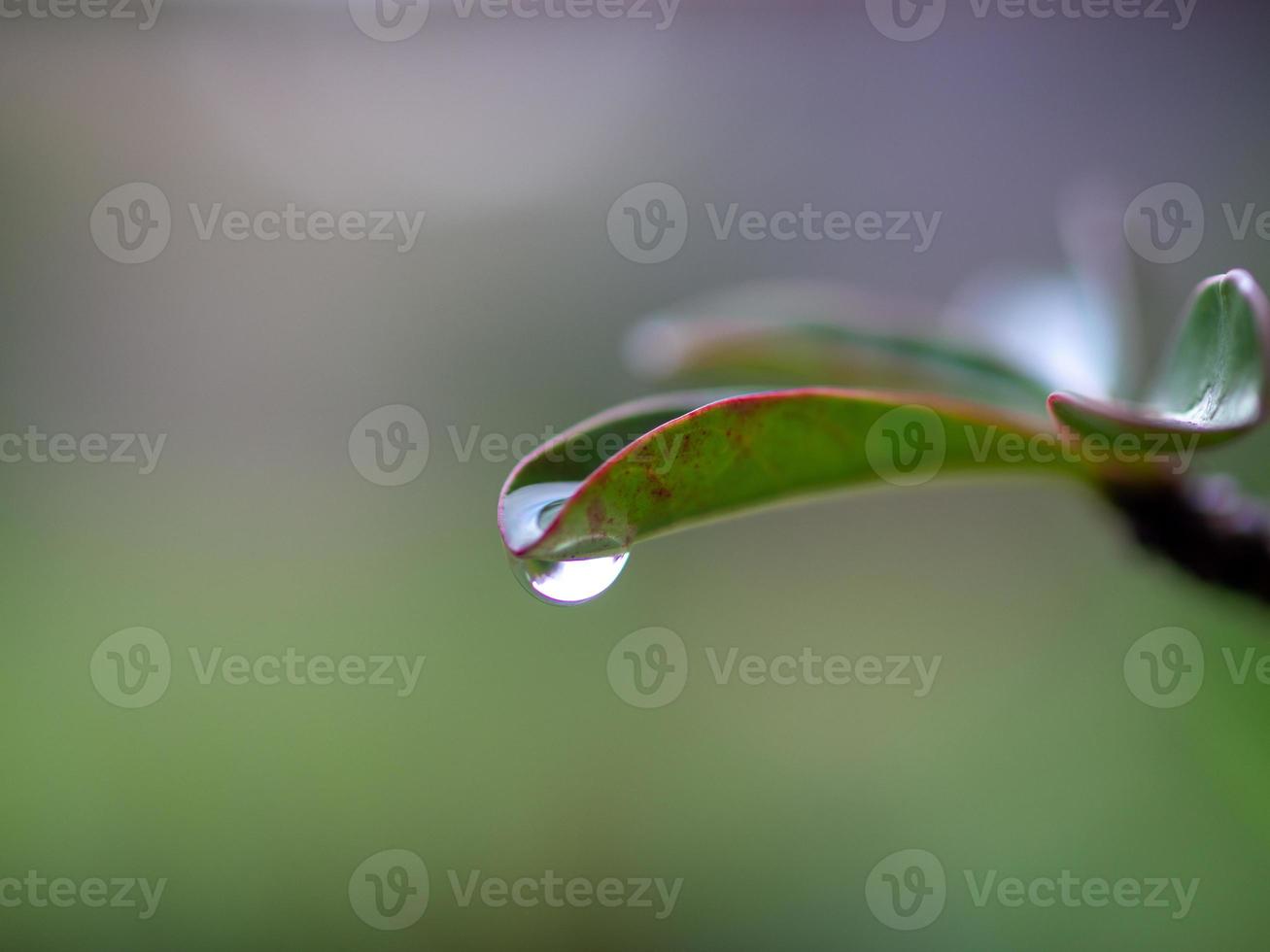 water dripping from leaves photo