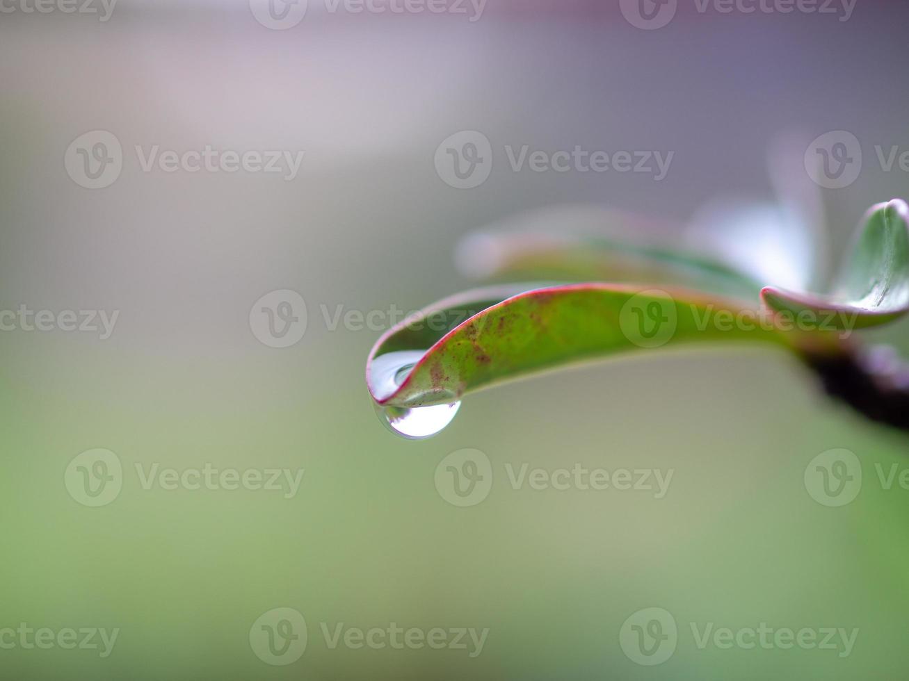 water dripping from leaves photo