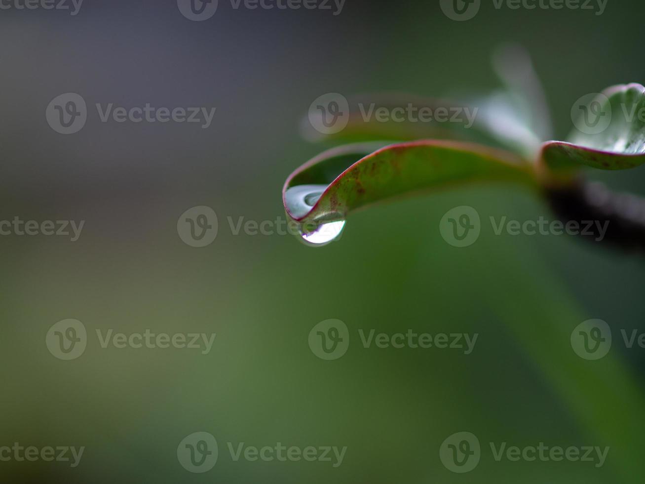 water dripping from leaves 11682153 Stock Photo at Vecteezy