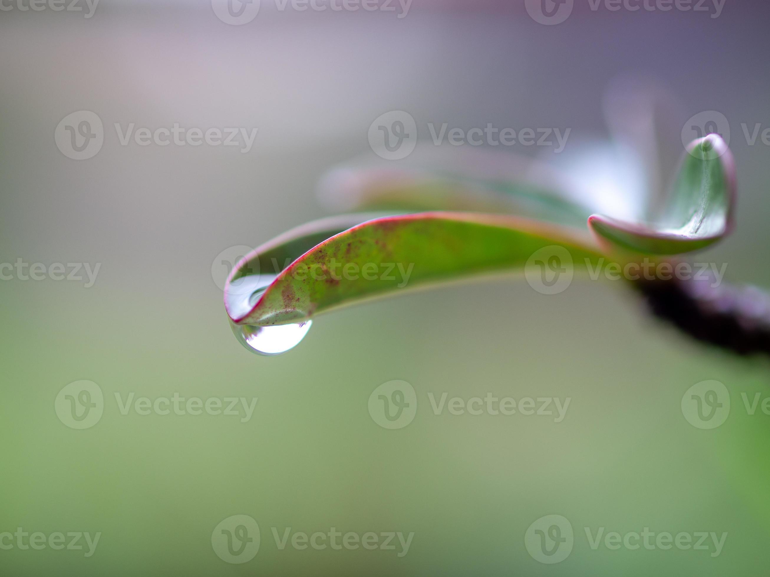 water dripping from leaves 11682155 Stock Photo at Vecteezy