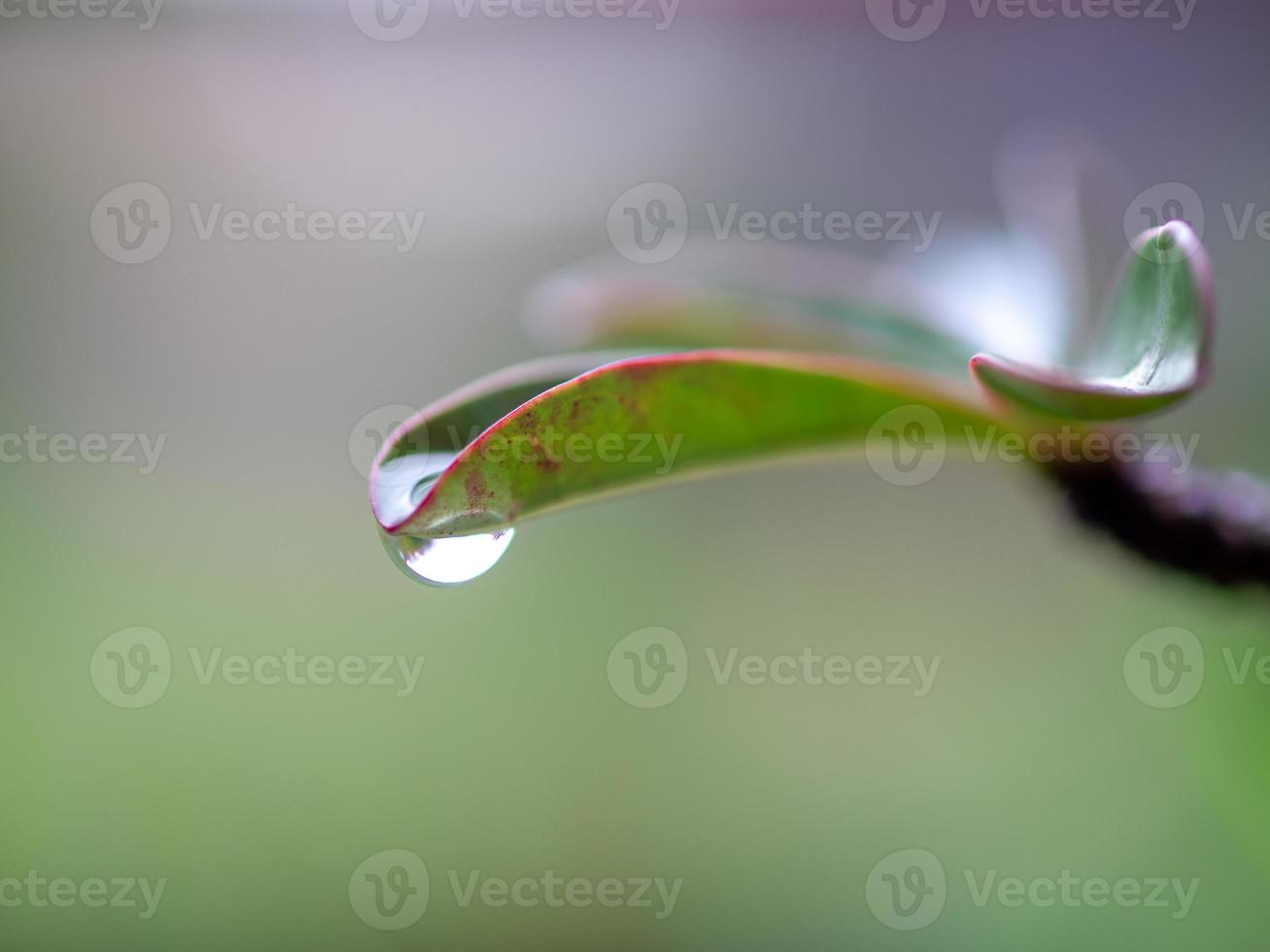 water dripping from leaves photo