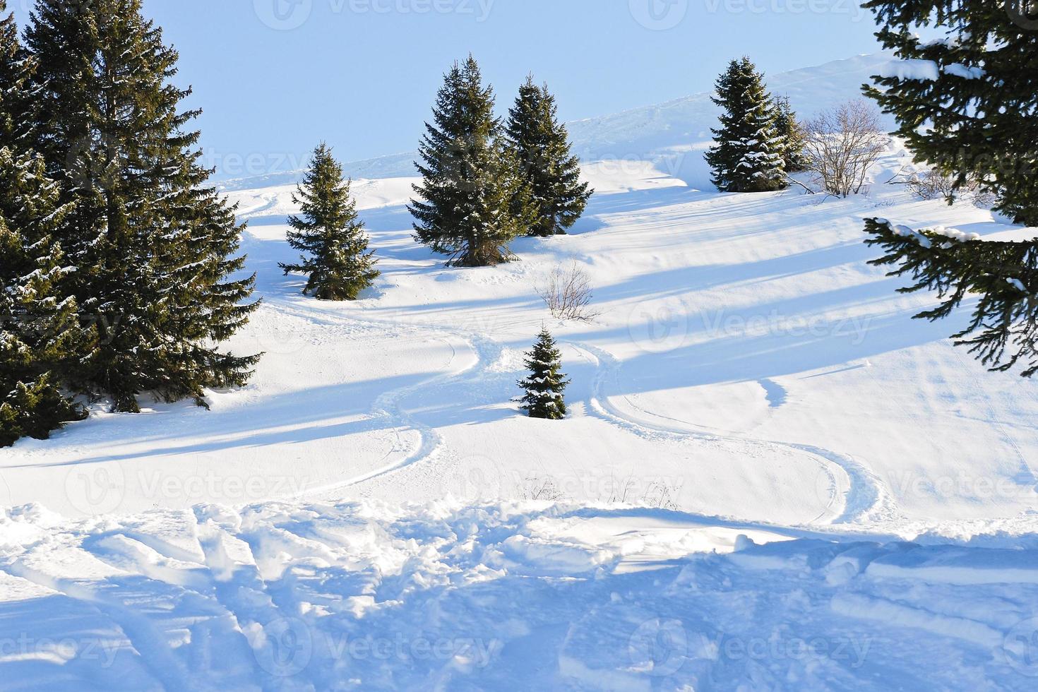 downhill skiing tracks in snow forest photo