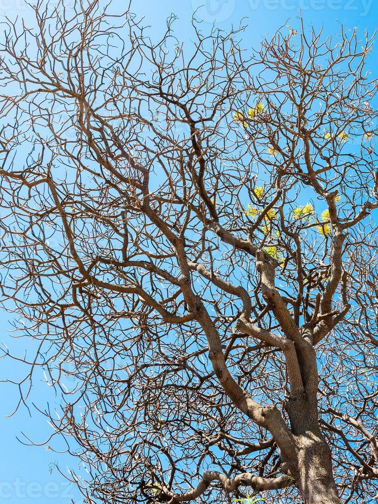 Drying tree and blue sky in Sicily photo