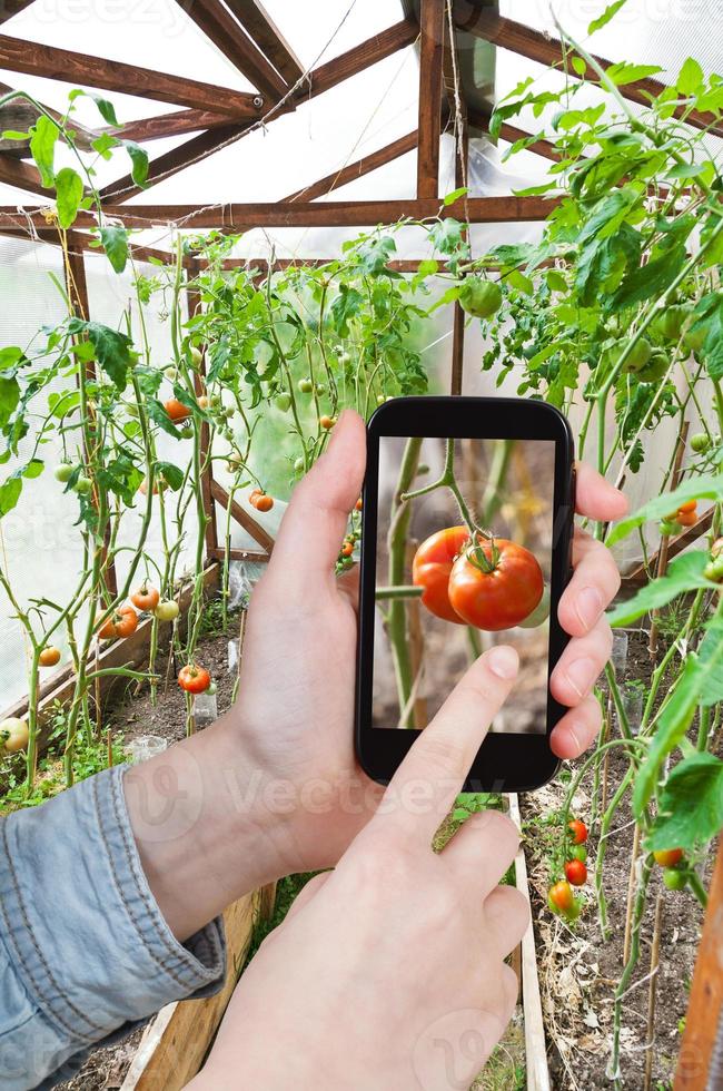 tourist photographs ripe red tomato in greenhouse photo