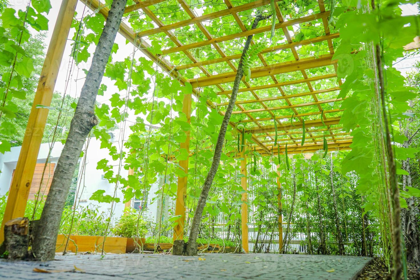 Manmade nature vines tunnel with wood battens and grid in little garden at Thailand. photo