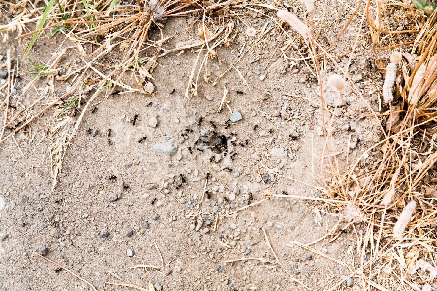 ant colony on ground photo