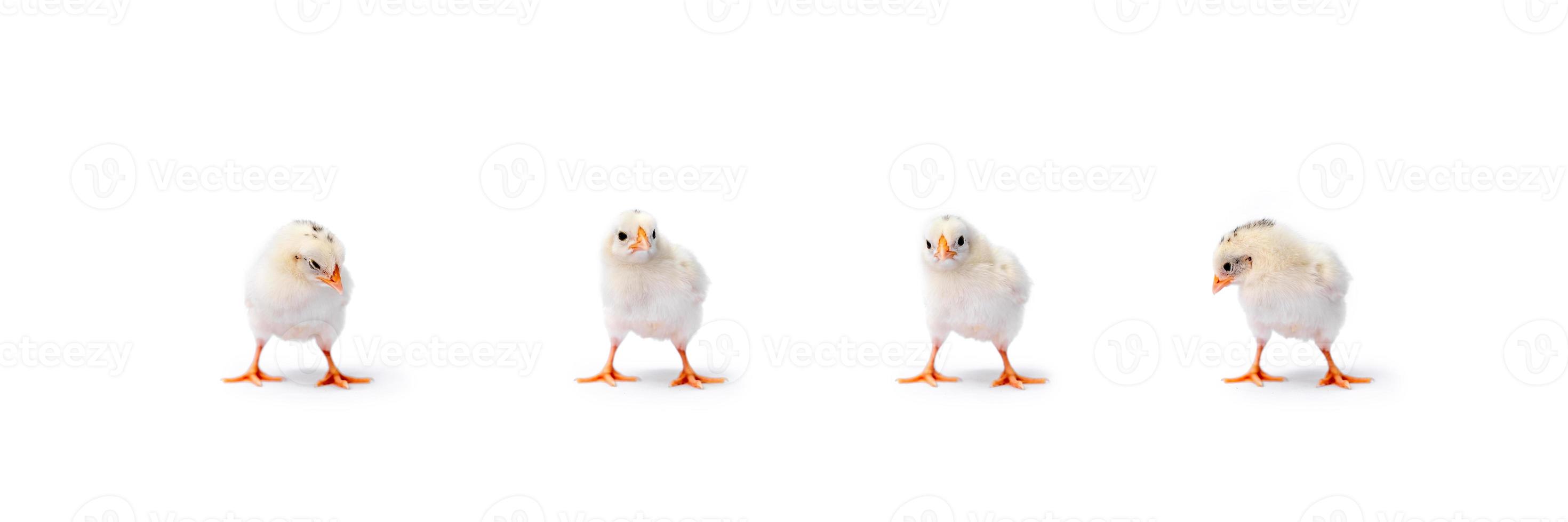 The baby Hamburg Chick is recognised in Germany and Holland. It's isolated standing on white cloth background. photo