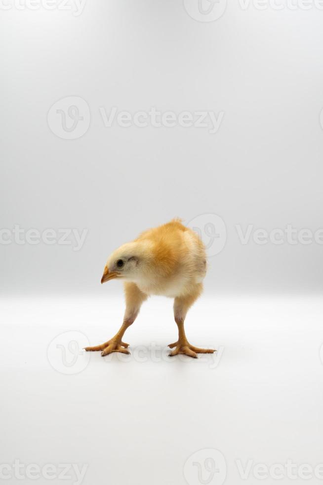 Isolated Little Rhode Island Red baby chicken team stand in a row on solid white clear background in studio light. photo