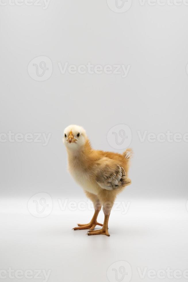 Isolated Little Rhode Island Red baby chicken team stand in a row on solid white clear background in studio light. photo