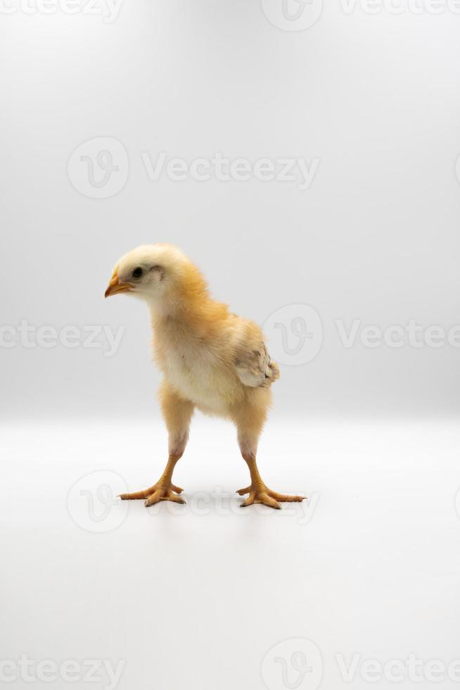 Isolated Little Rhode Island Red baby chicken team stand in a row on solid white clear background in studio light. photo