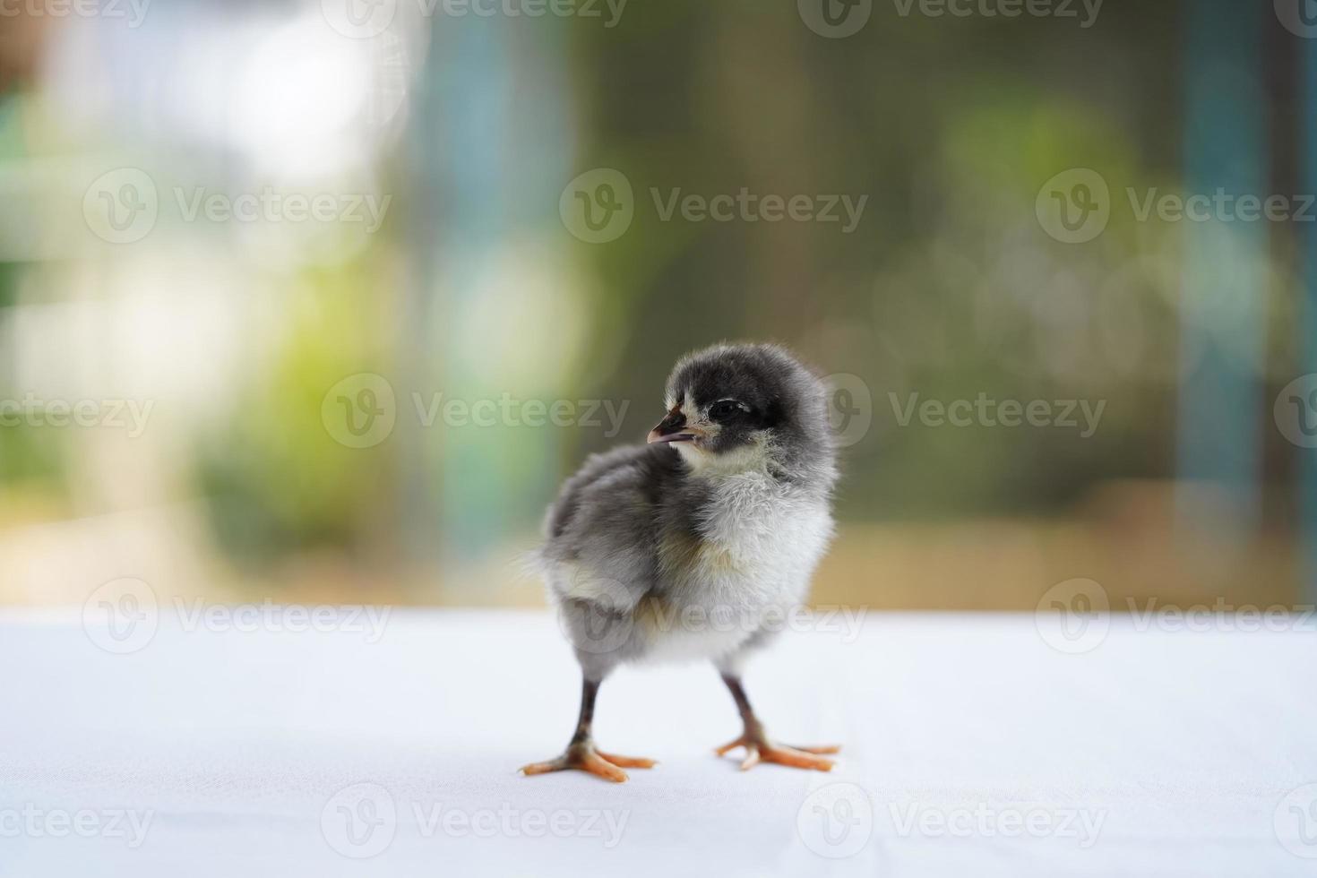 El pollito negro de australorp se para sobre un paño blanco, cubre la mesa con un bokeh y un jardín borroso en un campo al aire libre foto