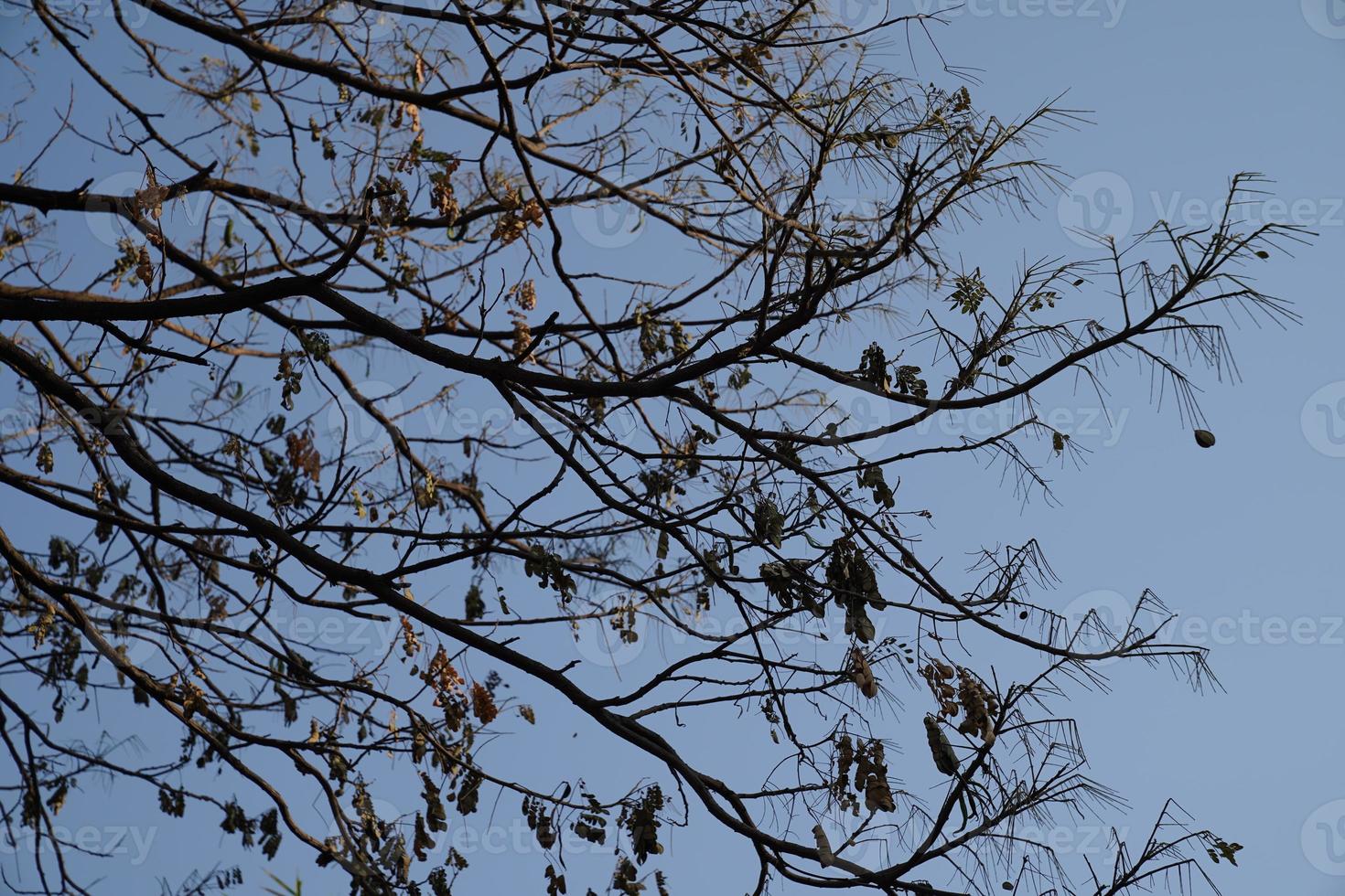 Depressed Branch and leaf of big tree that was burn from accident fire burn with blue sky for background photo