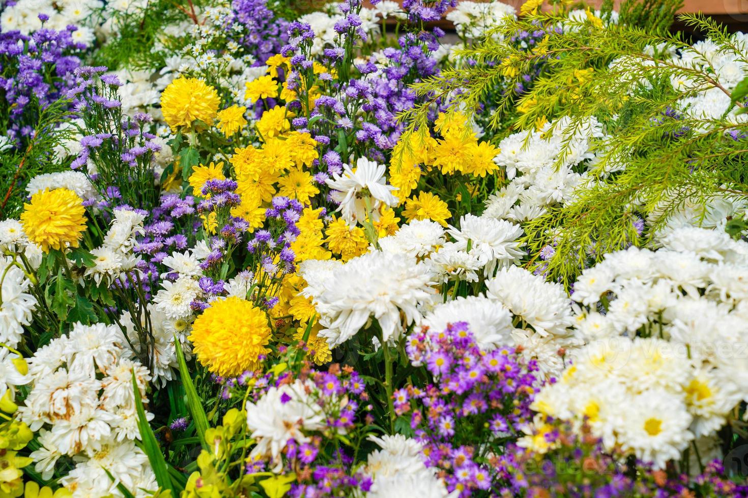 Mixed flowers yellow cosmos, white orchid, marigold to be arranged in one zone., Thailand. photo