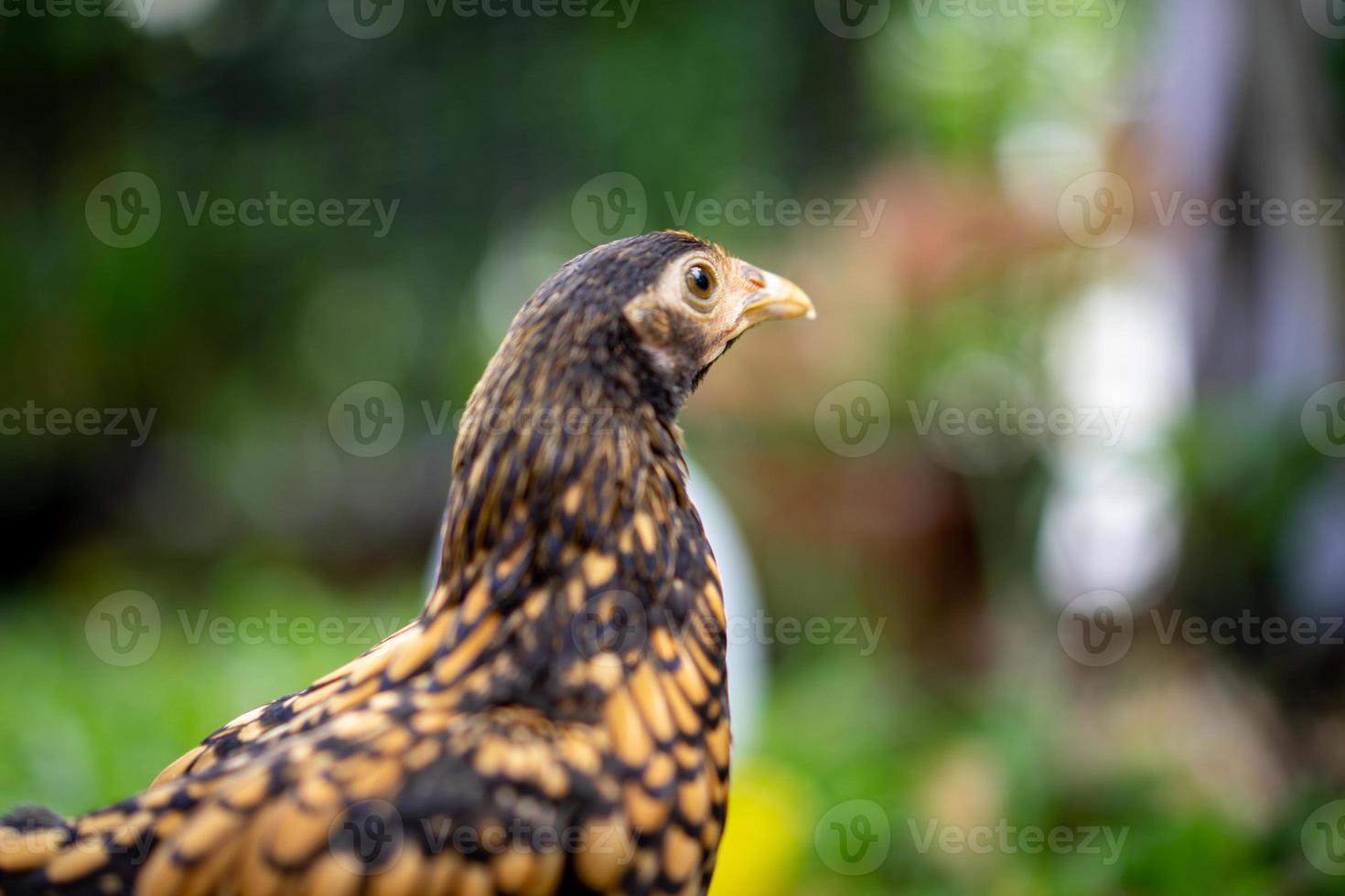 Close up SeBright Chick brown colour in the green garden blur background.. photo