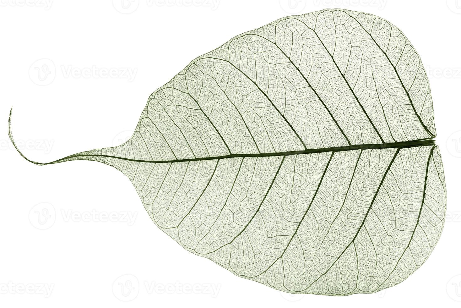 green transparent dried fallen leaf photo