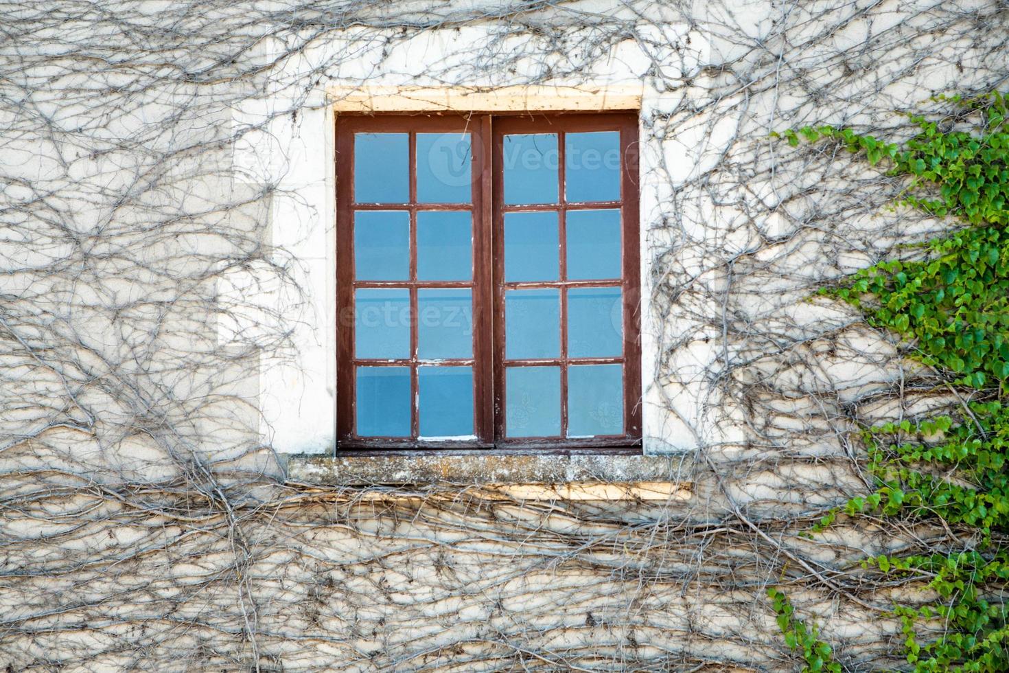window in outdoor wall of house overgrown by ivy photo