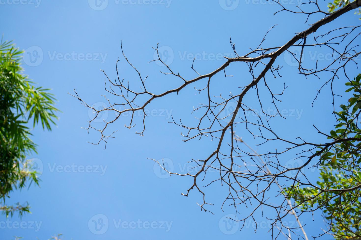 rama deprimida y hoja de un árbol grande que se quemó por una quemadura de fuego accidental con el cielo azul como fondo foto