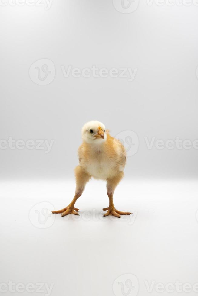 Isolated Little Rhode Island Red baby chicken team stand in a row on solid white clear background in studio light. photo