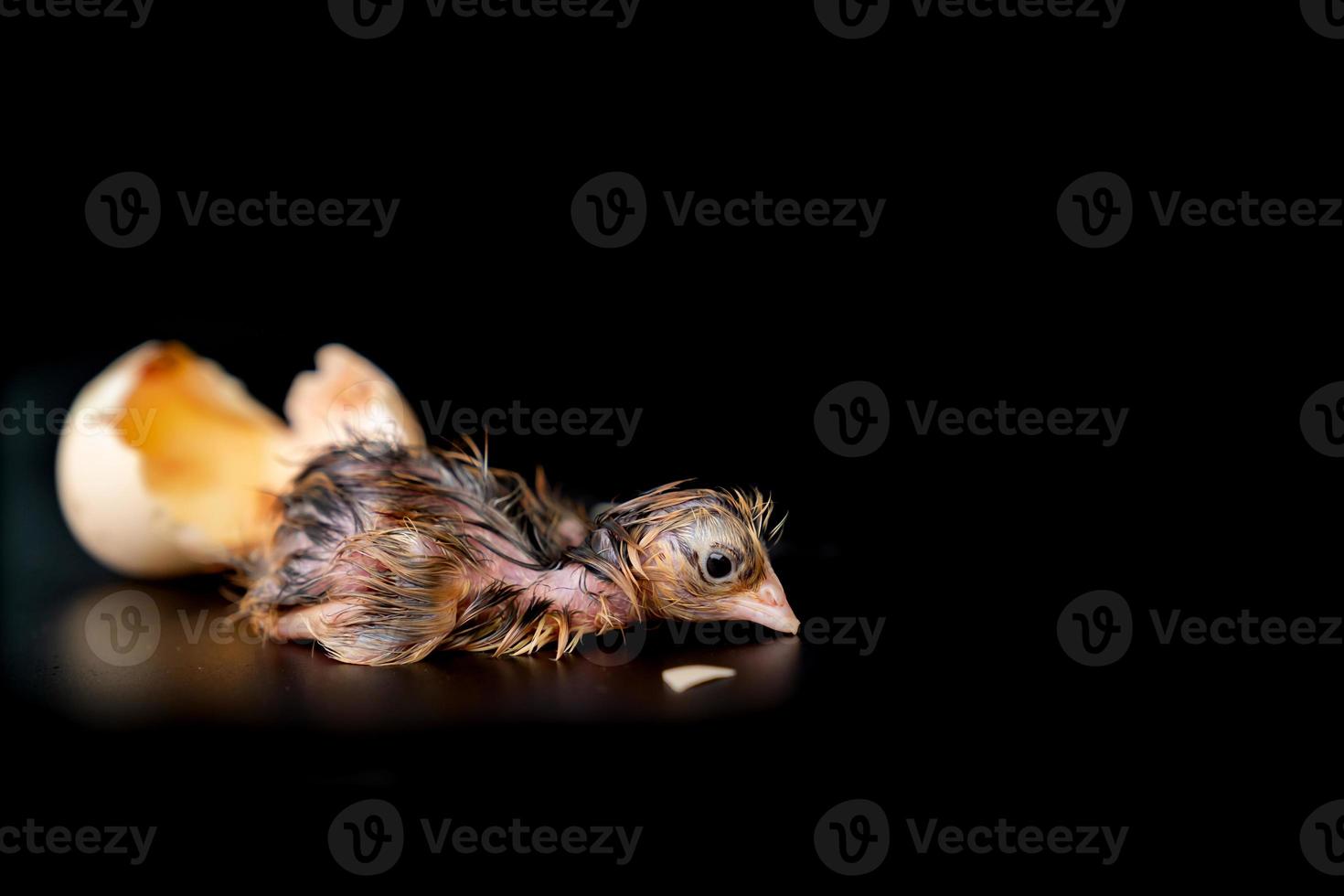 The 1st minute of Black Brown Chick hatches from egg on black background. photo