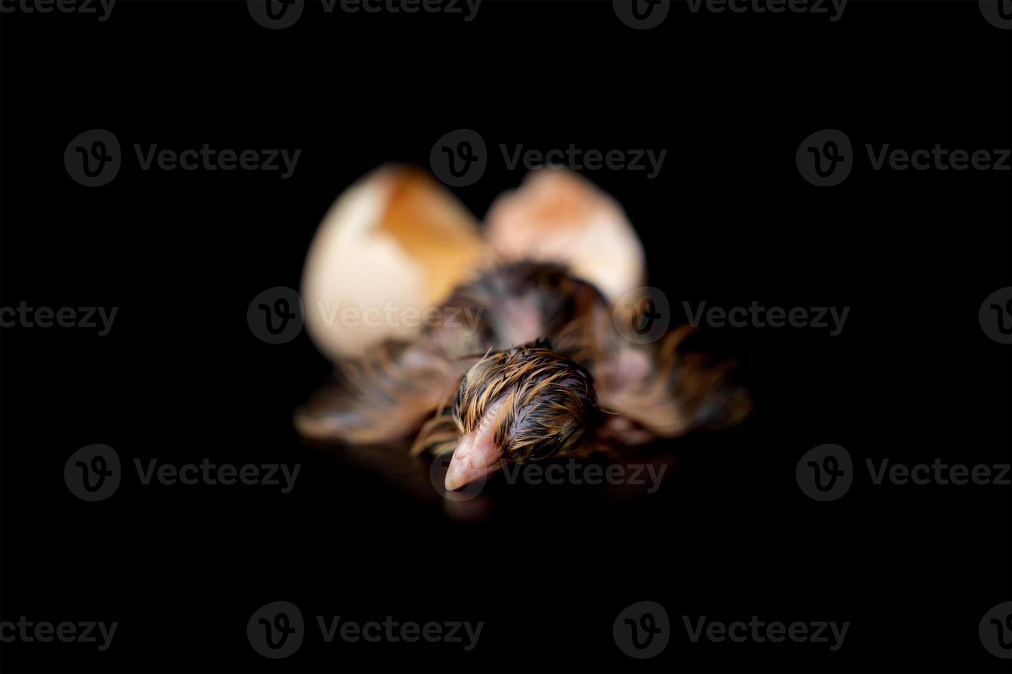 The 1st minute of Black Brown Chick hatches from egg on black background. photo