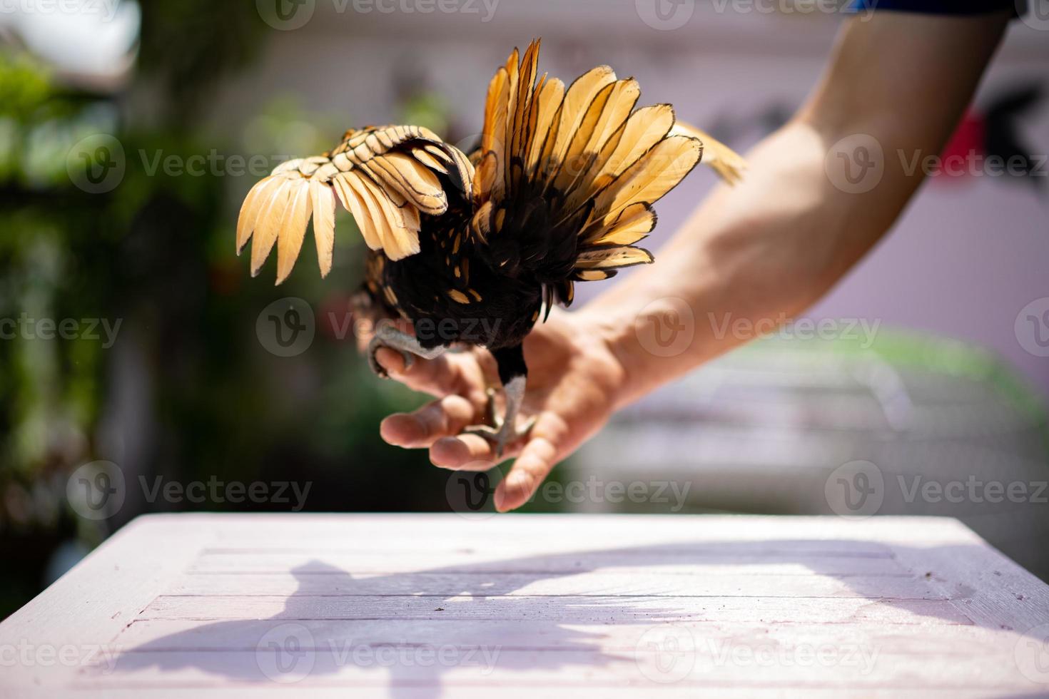 Backside Sebright Chick spreads the wings and hangs on to the human hand on the wood table in outdoor light. photo