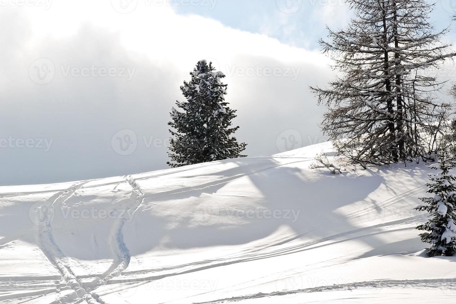 ski run around fir tree in Dolomites, Italy photo