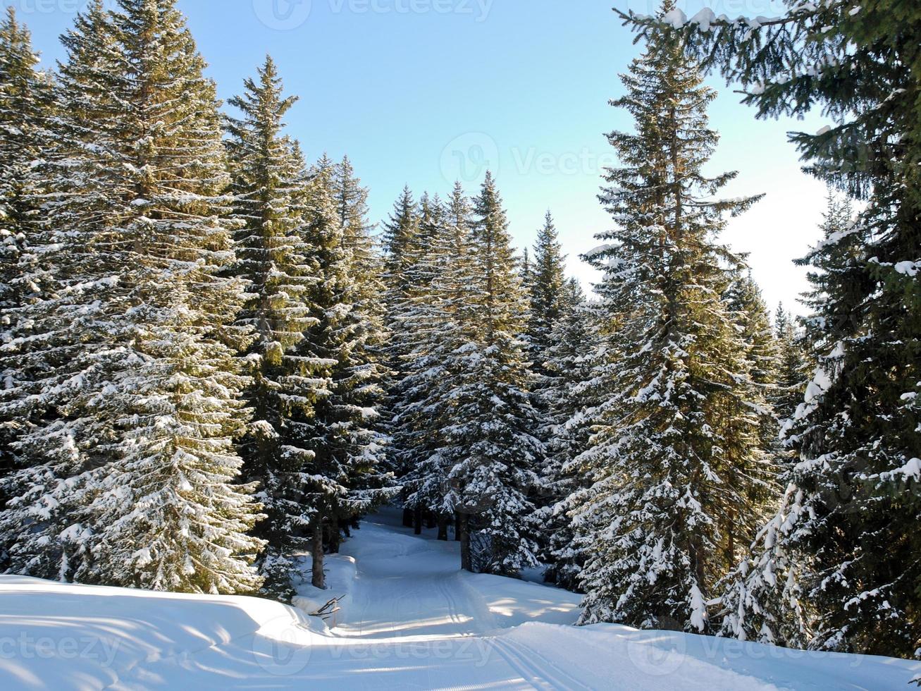 ski run in snow forest on mountain, France photo