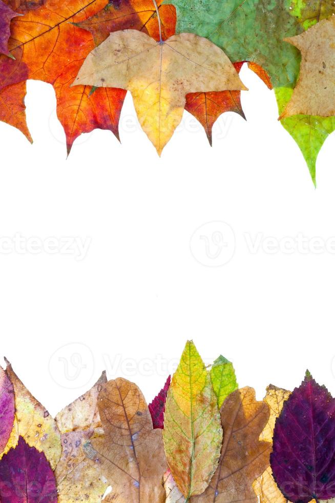 two side frame from autumn leaves photo