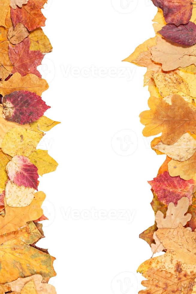 left and right frames from yellow autumn leaves photo