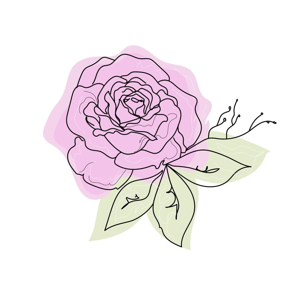 Pink Rose continuous line set, outline sketch style vector abstract art.