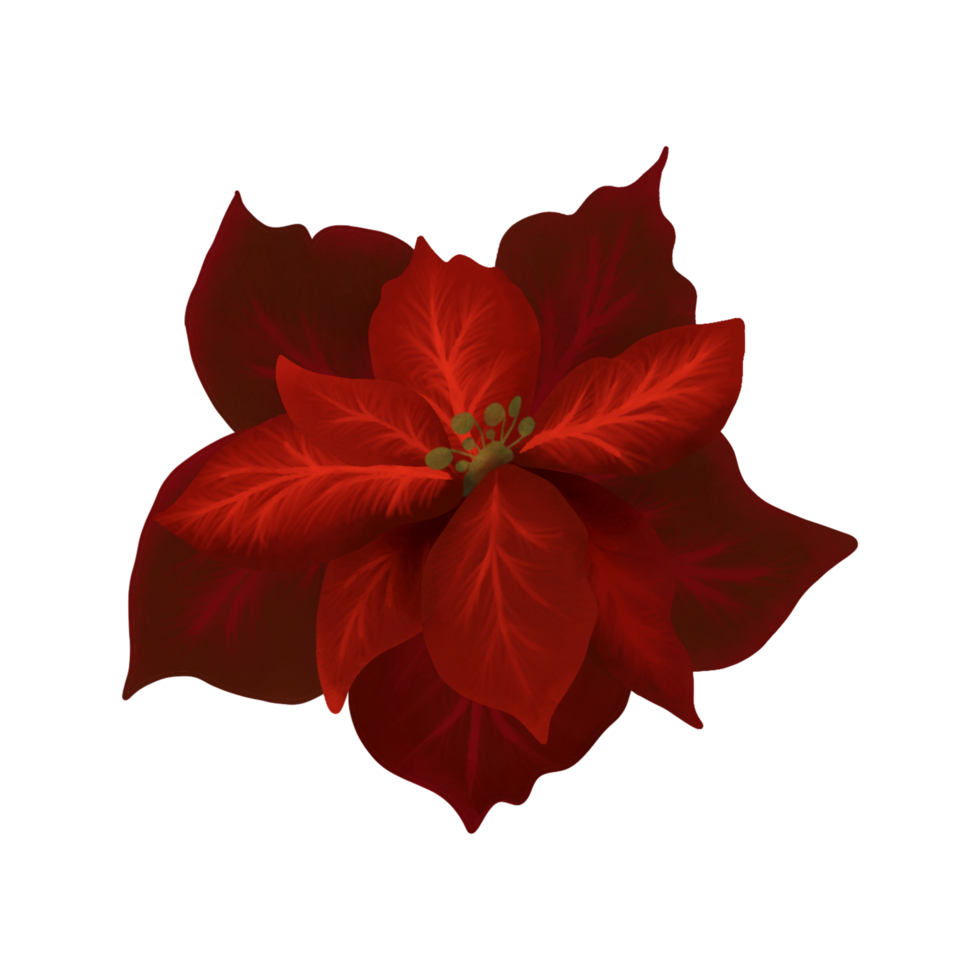 Hand Drawn Watercolor Christmas Poinsettia flower. Christmas star flower png