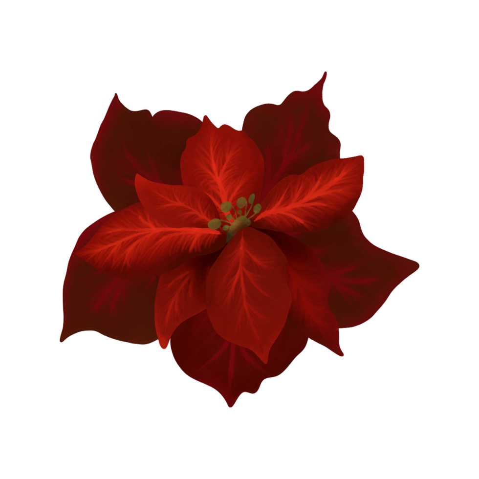 Hand Drawn Watercolor Christmas Poinsettia flower. Christmas star flower png