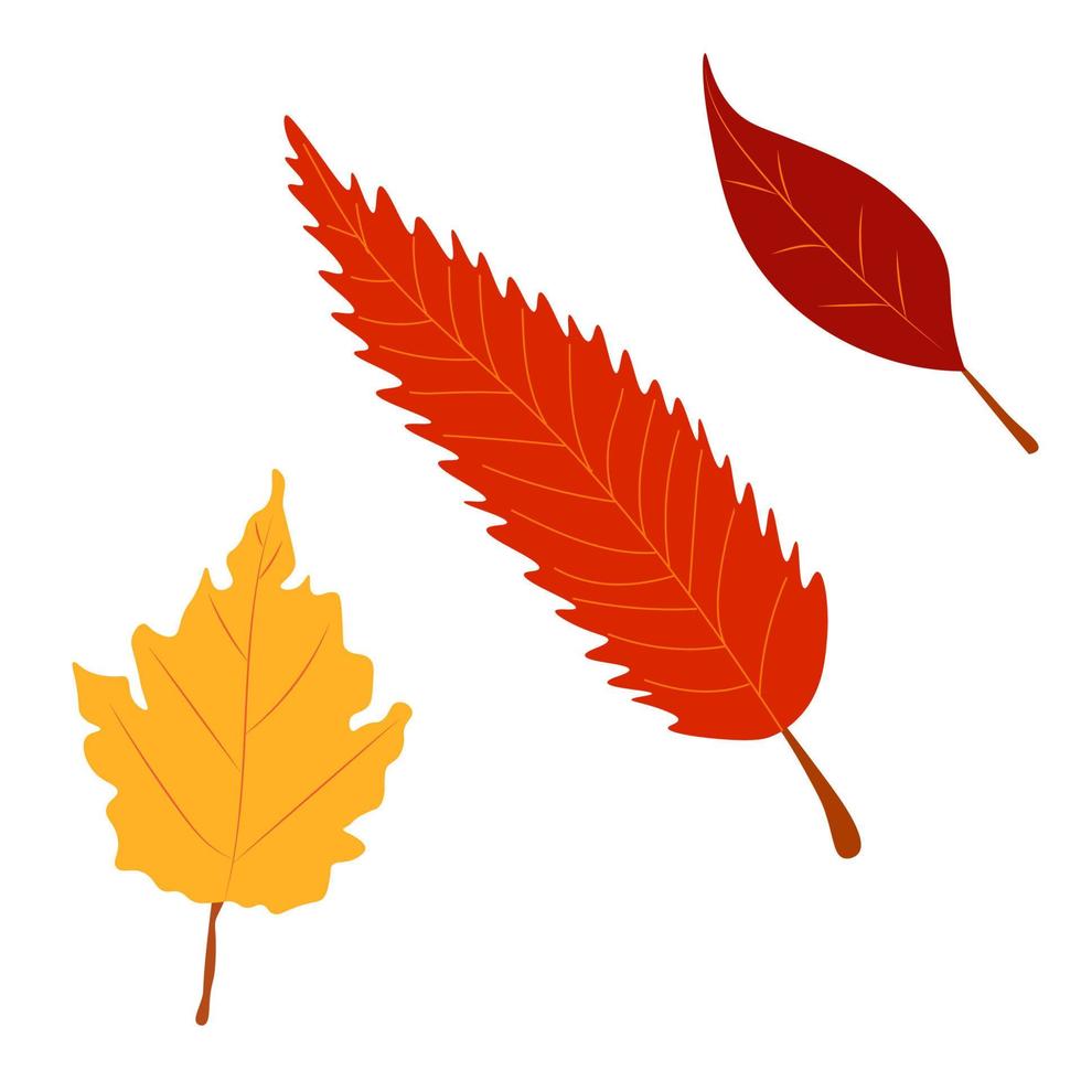 ilustración vectorial de hojas de otoño. hojas de otoño. vista superior de la hoja del árbol de otoño. vector plano